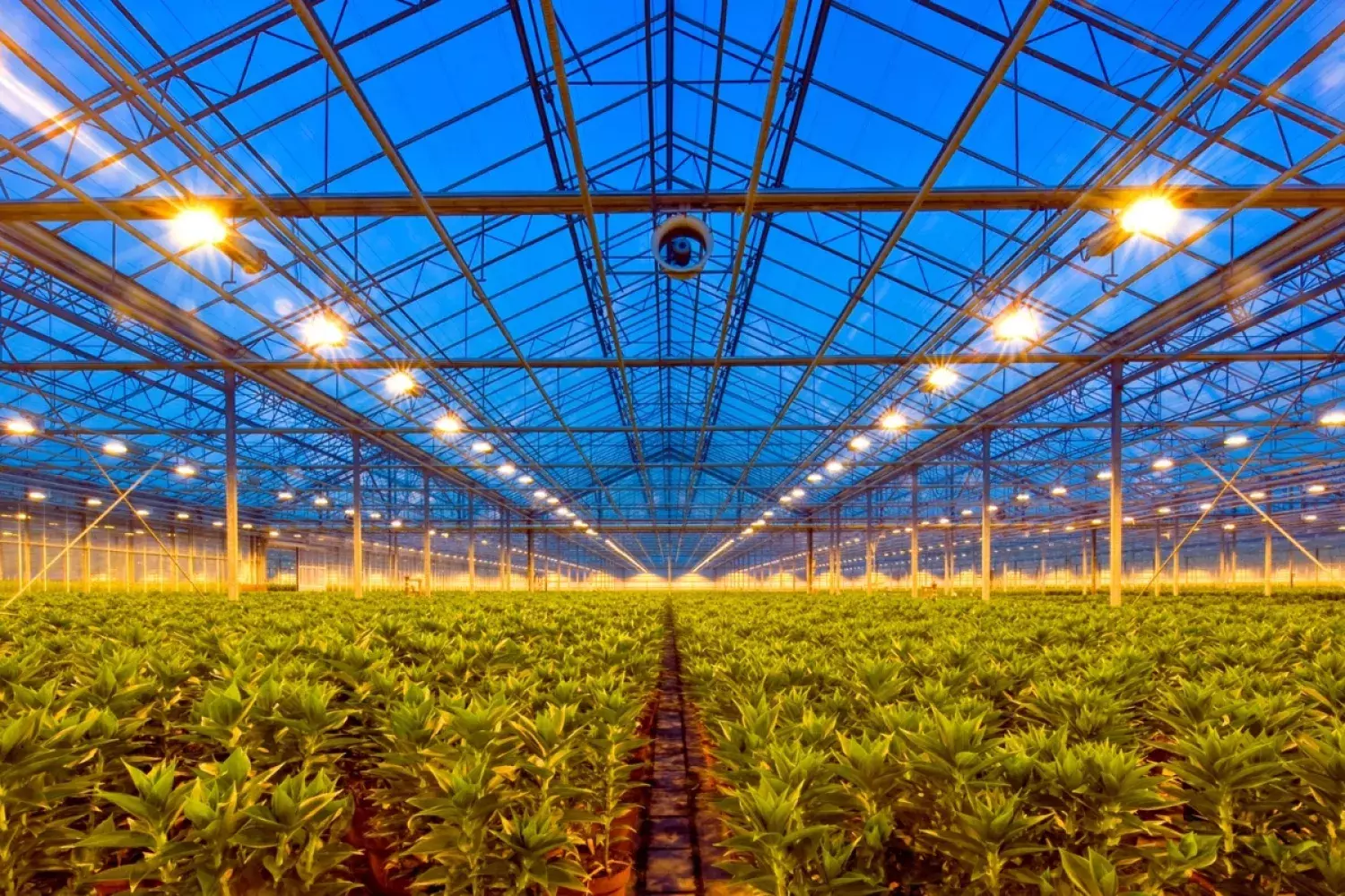 Agricultura de invernadero