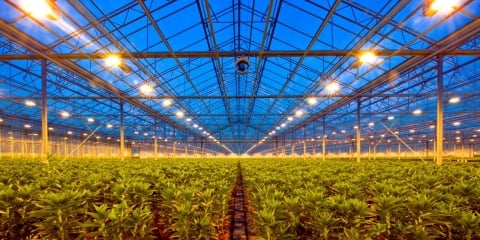 Agricultura de invernadero