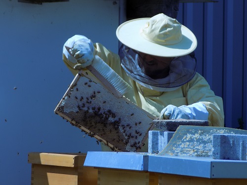 Un apicultor revisa la salud de la colmena en Alemania.