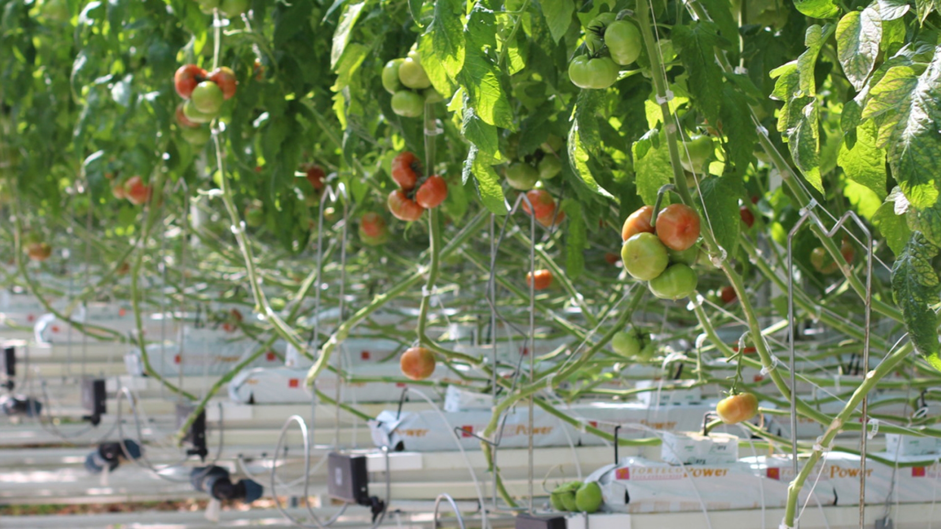plantes à l’intérieur d’une serre commerciale