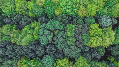 Vue d'en haut de la forêt avec des arbres verts