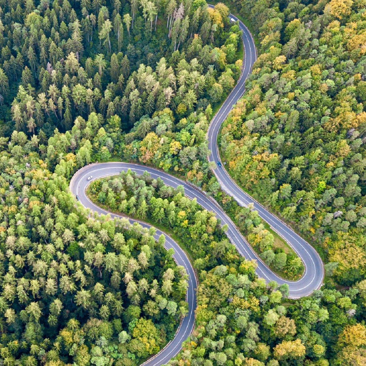 Route sinueuse à travers une forêt