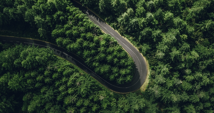arbres verts le long de la route