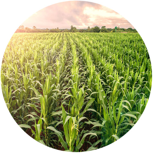 agricoltura