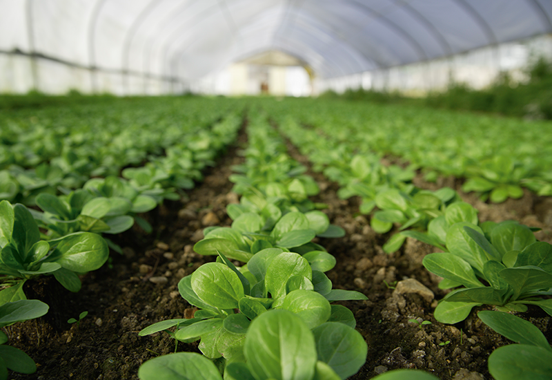 Rows of young green plants inside a greenhouse.