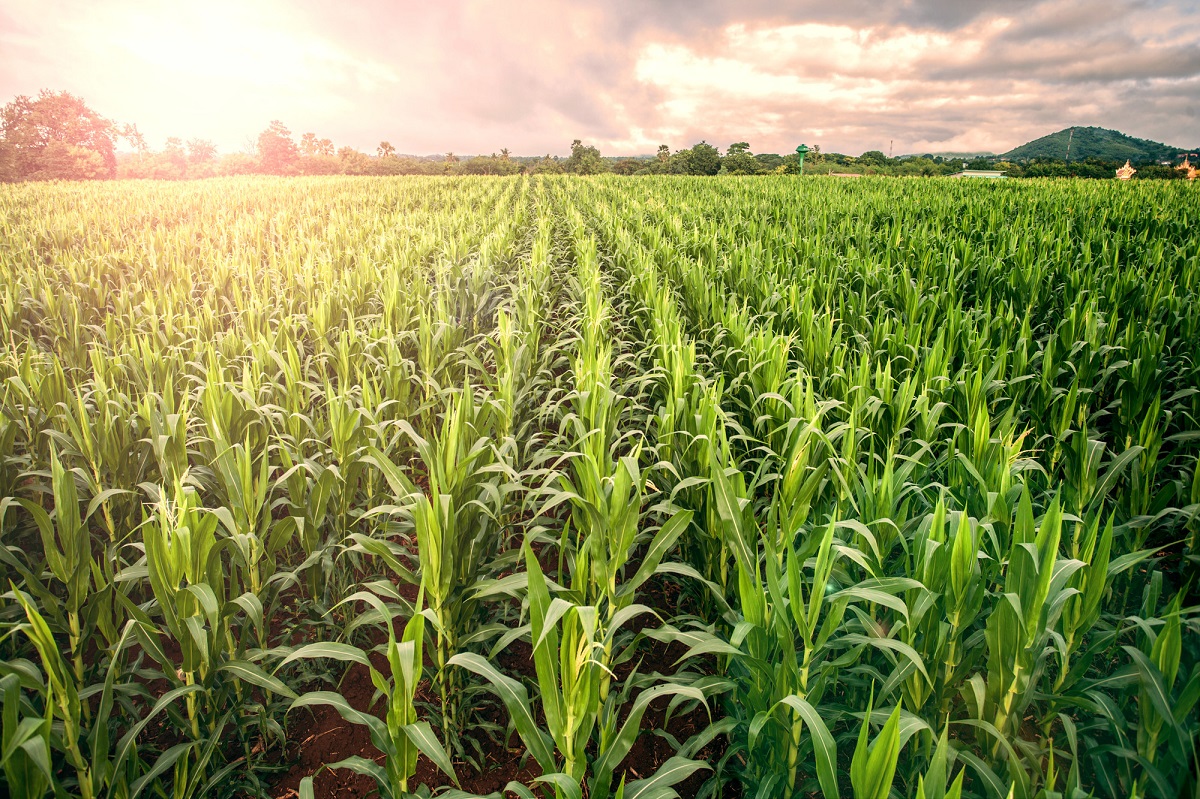 corn field rows shown under sunlight