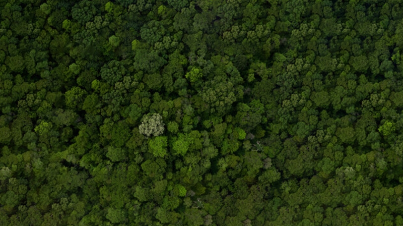 Un bosque verde visto desde arriba