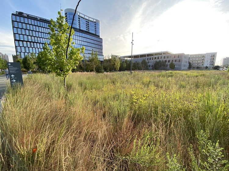 Water-friendly meadow grasses at the Distribution business headquarters in Indianapolis, Indiana.