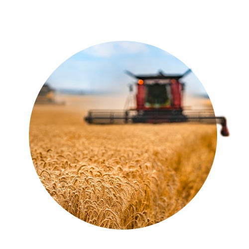 Wheat field