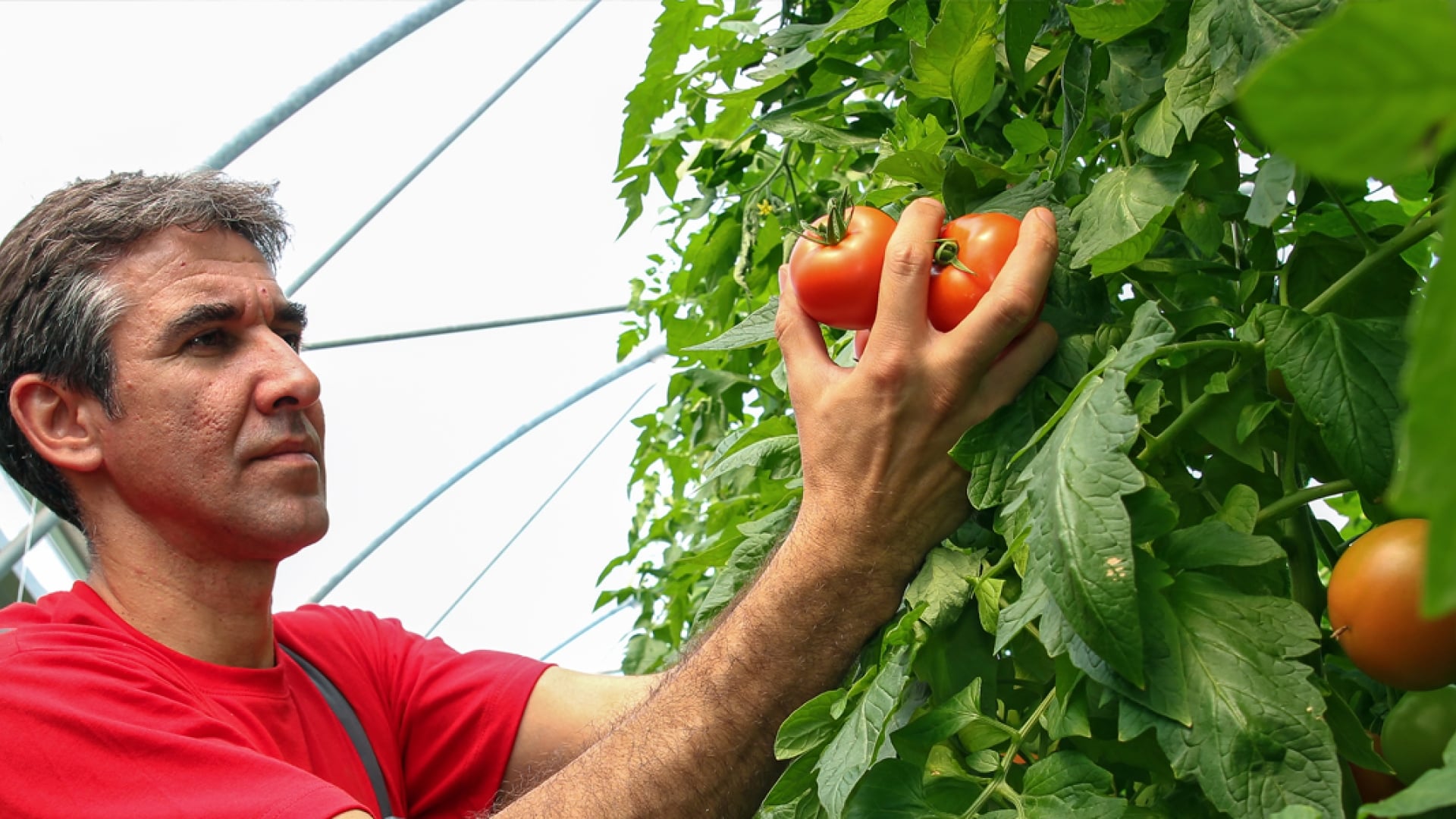 greenhouse grower harvesting
