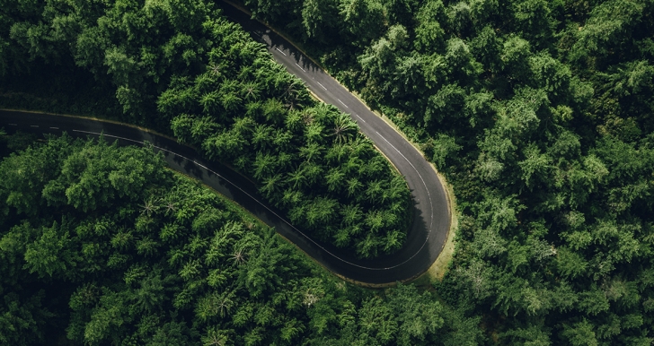 árboles verdes con carretera