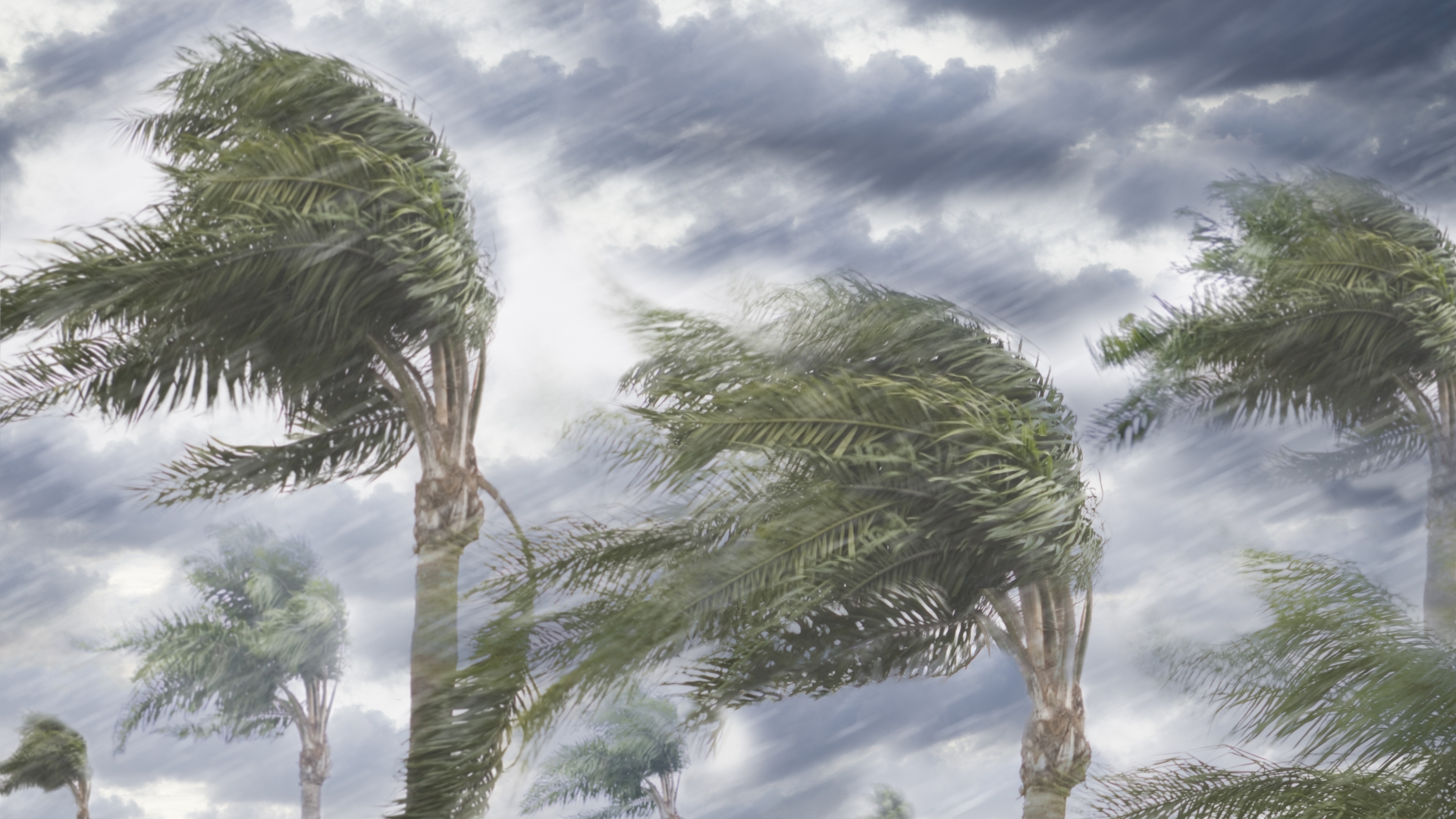 Hurricane Trees