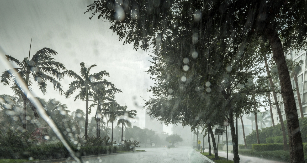 Palm trees during hurricane 