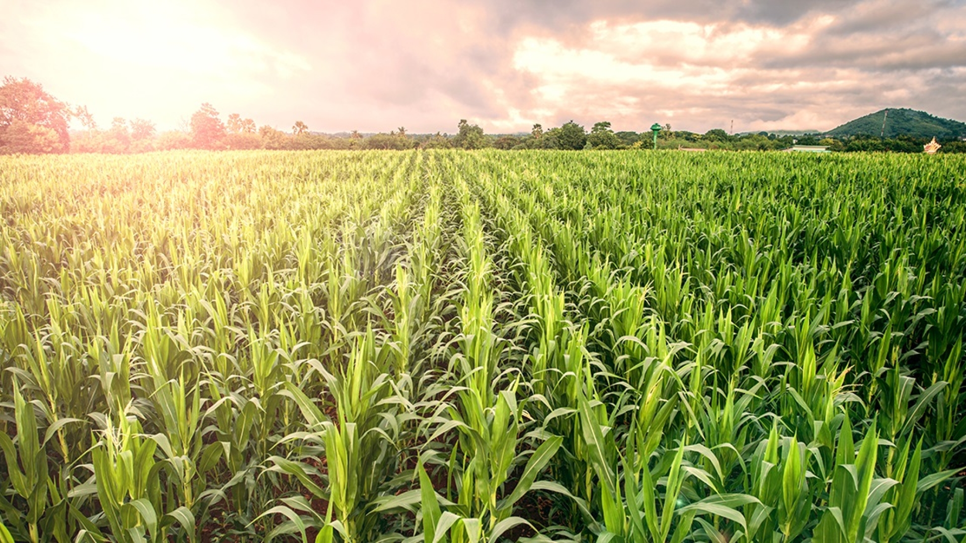 Rows of corn in the sun.