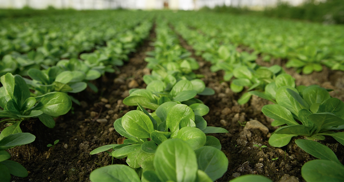 food planted in a line