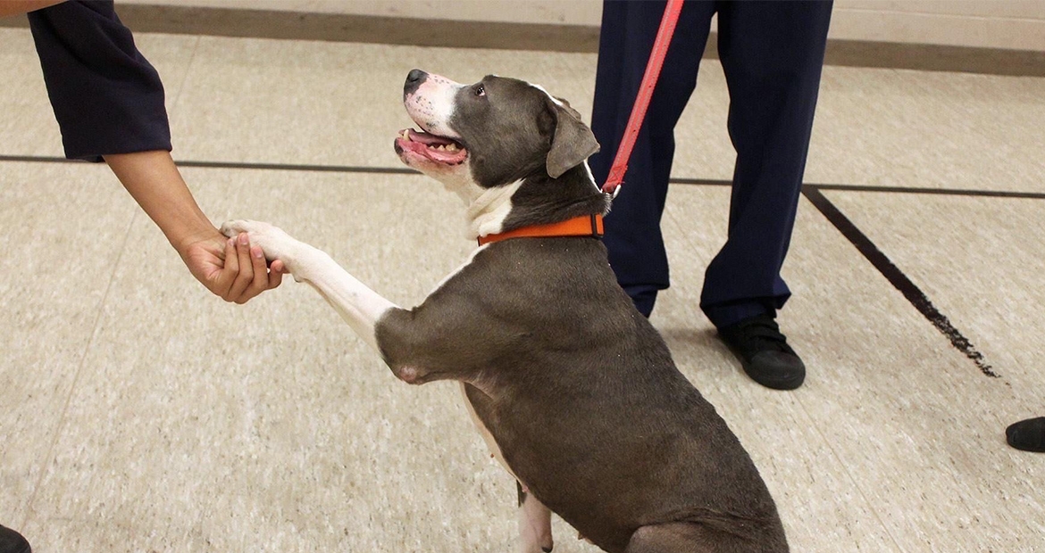 dog shaking human hand