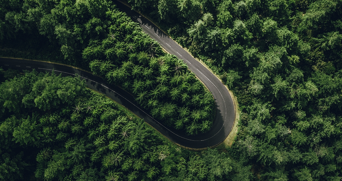 green trees with road