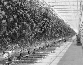 Desmet greenhouse