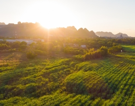 sun rising over field