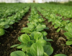 food planted in a line