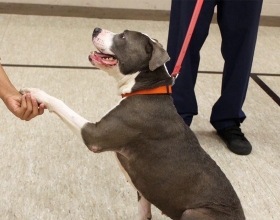 dog shaking human hand