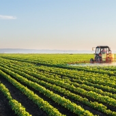 combine harvesting food in field