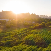 sun rising over field